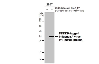 Anti-Influenza A virus M1 (matrix protein) antibody [HL4788] used in Western Blot (WB). GTX644800
