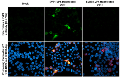 Anti-Enterovirus 71 VP1 antibody [HL4796] used in Immunocytochemistry/ Immunofluorescence (ICC/IF). GTX644808
