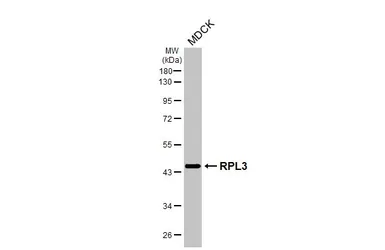 Anti-RPL3 antibody [HL4824] used in Western Blot (WB). GTX644836