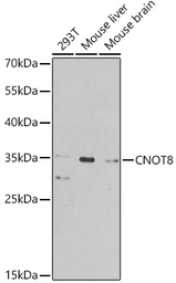 Anti-CNOT8 antibody used in Western Blot (WB). GTX64486
