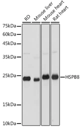 Anti-HSP22 antibody used in Western Blot (WB). GTX64490