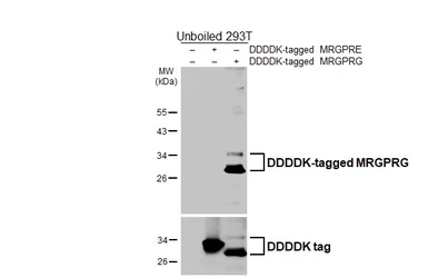 Anti-MRGPRG antibody [HL4853] used in Western Blot (WB). GTX644916