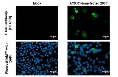 Anti-DARC antibody [HL4890] used in Immunocytochemistry/ Immunofluorescence (ICC/IF). GTX644955