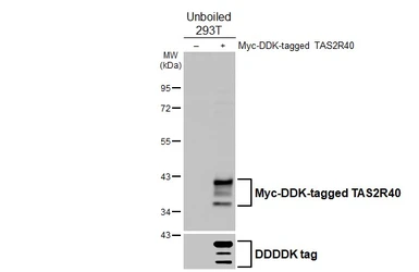 Anti-TAS2R40 antibody [HL4905] used in Western Blot (WB). GTX644970