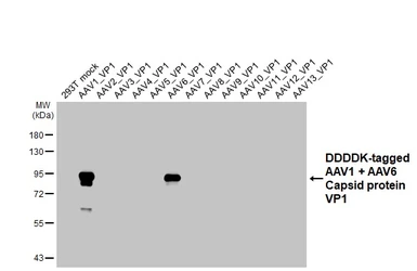 Anti-AAV1 + AAV6 Capsid protein VP1 + VP2 + VP3 antibody [HL4908] used in Western Blot (WB). GTX644973