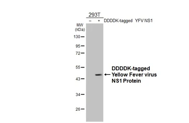 Anti-Yellow Fever virus NS1 Protein antibody [HL4923] used in Western Blot (WB). GTX644996