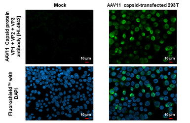 Anti-AAV11 Capsid protein VP1 + VP2 + VP3 antibody [HL4942] used in Immunocytochemistry/ Immunofluorescence (ICC/IF). GTX645015