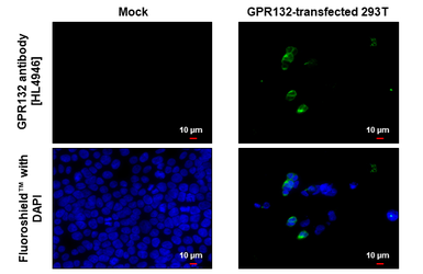 Anti-GPR132 antibody [HL4946] used in Immunocytochemistry/ Immunofluorescence (ICC/IF). GTX645019