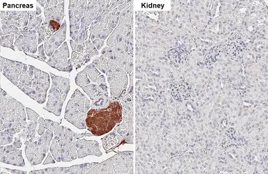 Anti-Amylin antibody [GT307] used in IHC (Paraffin sections) (IHC-P). GTX645033