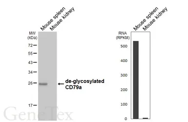 Anti-CD79a antibody [GT313] used in Western Blot (WB). GTX645188