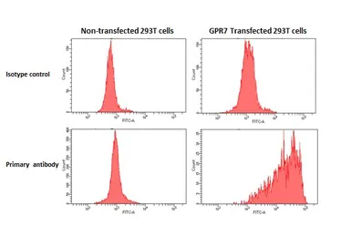 Anti-GPR7 antibody [HL5047] used in Flow cytometry (FCM). GTX645217