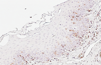 Anti-CD43 antibody [HL5086] used in IHC (Paraffin sections) (IHC-P). GTX645276