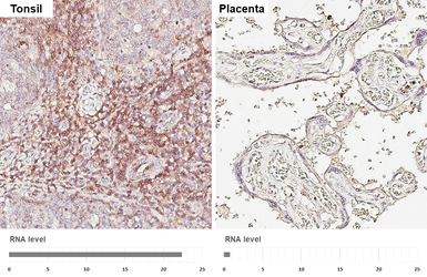Anti-CD43 antibody [HL5086] used in IHC (Paraffin sections) (IHC-P). GTX645276