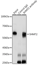 Anti-SHMT2 antibody used in Immunoprecipitation (IP). GTX64542