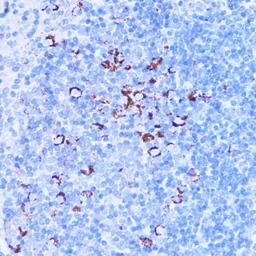 Anti-SHMT2 antibody used in IHC (Paraffin sections) (IHC-P). GTX64542