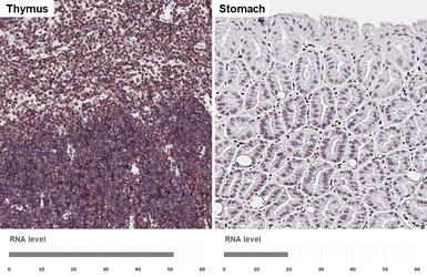 Anti-PCBP2 antibody [HL5177] used in IHC (Paraffin sections) (IHC-P). GTX645429