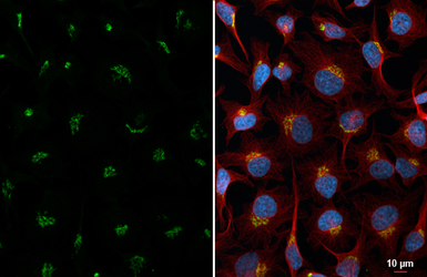 Anti-GM130 antibody [HL5191] used in Immunocytochemistry/ Immunofluorescence (ICC/IF). GTX645443