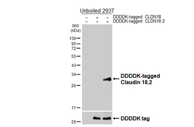Anti-Claudin 18.2 antibody [HL5230] used in Western Blot (WB). GTX645486