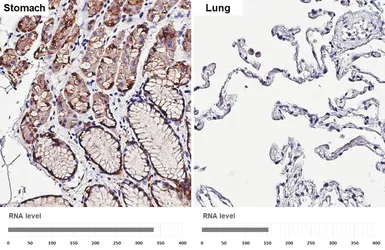 Anti-Claudin 18.2 antibody [HL5230] used in IHC (Paraffin sections) (IHC-P). GTX645486