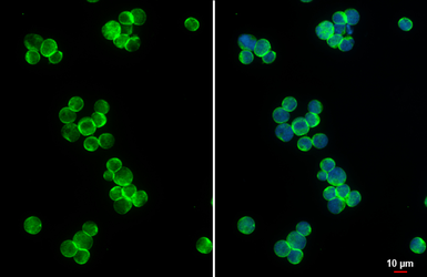 Anti-CD5 antibody [HL5246] used in Immunocytochemistry/ Immunofluorescence (ICC/IF). GTX645502