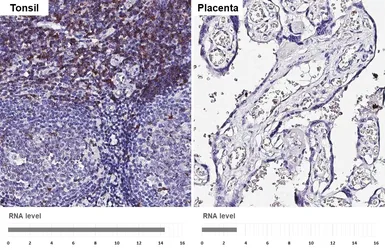 Anti-CD7 antibody [HL5248] used in IHC (Paraffin sections) (IHC-P). GTX645504