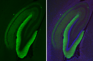 Anti-ICAM5 antibody [HL5294] used in IHC (Paraffin sections) (IHC-P). GTX645732
