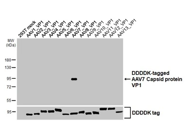 Anti-AAV7 Capsid protein VP1 + VP2 + VP3 antibody [HL5296] used in Western Blot (WB). GTX645734