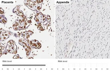 Anti-Glycophorin A antibody [HL5297] used in IHC (Paraffin sections) (IHC-P). GTX645762