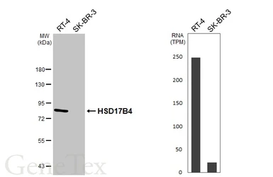 Anti-HSD17B4 antibody [HL5299] used in Western Blot (WB). GTX645764
