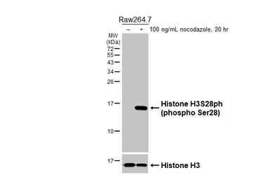 Anti-Histone H3S28ph (phospho Ser28) antibody [HL5300] used in Western Blot (WB). GTX645765