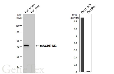 Anti-mAChR M3 antibody [HL5346] used in Western Blot (WB). GTX645824