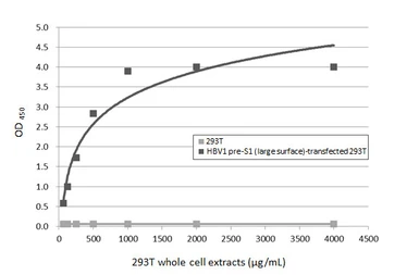 Anti-Hepatitis B virus preS1 antibody [HL5348] used in ELISA (ELISA). GTX645826