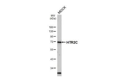 Anti-5-HT2C receptor antibody [HL5352] used in Western Blot (WB). GTX645830