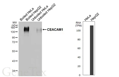 Anti-CEACAM1 antibody [HL5360] used in Western Blot (WB). GTX645838