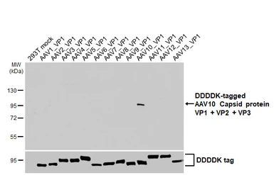 Anti-AAV10 Capsid protein VP1 + VP2 + VP3 antibody [HL5369] used in Western Blot (WB). GTX645847