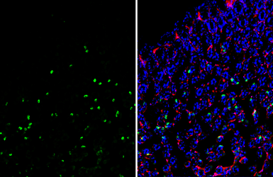Anti-Obestatin antibody [HL5397] used in IHC (Frozen sections) (IHC-Fr). GTX645966