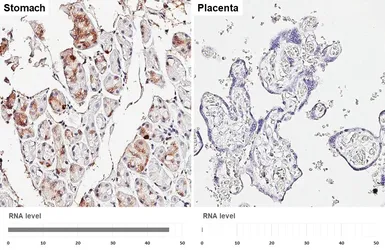 Anti-Obestatin antibody [HL5397] used in IHC (Paraffin sections) (IHC-P). GTX645966