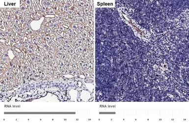 Anti-Radixin antibody [HL5402] used in IHC (Paraffin sections) (IHC-P). GTX645970