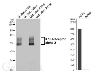 Anti-IL13 Receptor alpha 2 antibody [HL5409] used in Western Blot (WB). GTX645977
