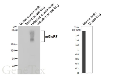 Anti-mGluR7 antibody [HL5417] used in Western Blot (WB). GTX645985