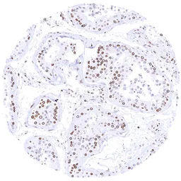 Anti-Lamin B1 antibody [HMV4719] HistoMAX&trade; used in IHC (Paraffin sections) (IHC-P). GTX645999