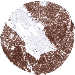 Anti-Lamin B1 antibody [HMV4719] HistoMAX&trade; used in IHC (Paraffin sections) (IHC-P). GTX645999