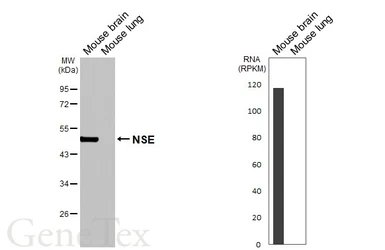 Anti-NSE antibody [HL5436] used in Western Blot (WB). GTX646078
