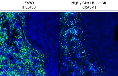 Anti-F4/80 antibody [HL5468] used in IHC (Paraffin sections) (IHC-P). GTX646110