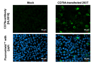 Anti-CD79a antibody [HL5516] used in Immunocytochemistry/ Immunofluorescence (ICC/IF). GTX646179