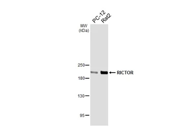 Anti-RICTOR antibody [HL5521] used in Western Blot (WB). GTX646184