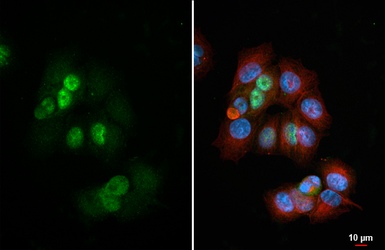 Anti-Cyclin D1 antibody [HL5522] used in Immunocytochemistry/ Immunofluorescence (ICC/IF). GTX646185