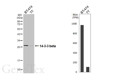 Anti-14-3-3 beta antibody [HL5523] used in Western Blot (WB). GTX646186