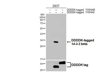 Anti-14-3-3 beta antibody [HL5523] used in Western Blot (WB). GTX646186
