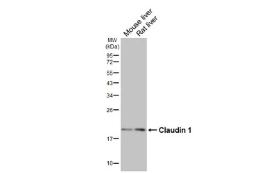 Anti-Claudin 1 antibody [HL5538] used in Western Blot (WB). GTX646212